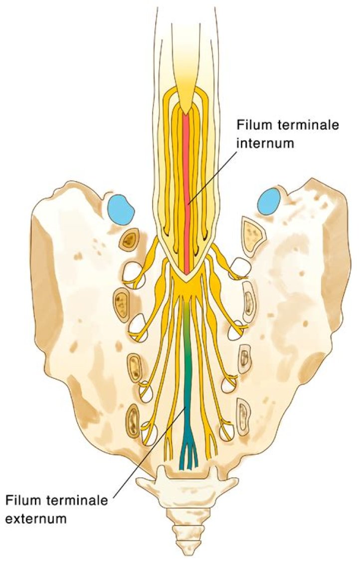What is the difference between the cauda equina and the filum terminale