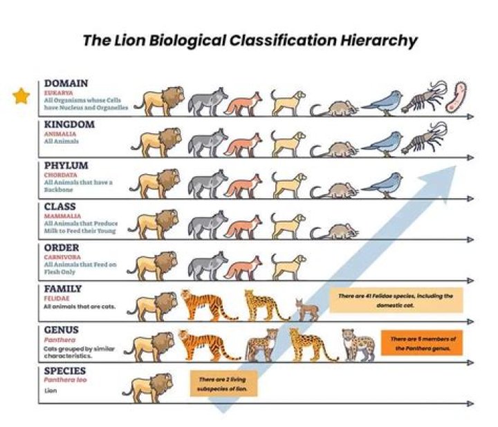 What is the domain classification?