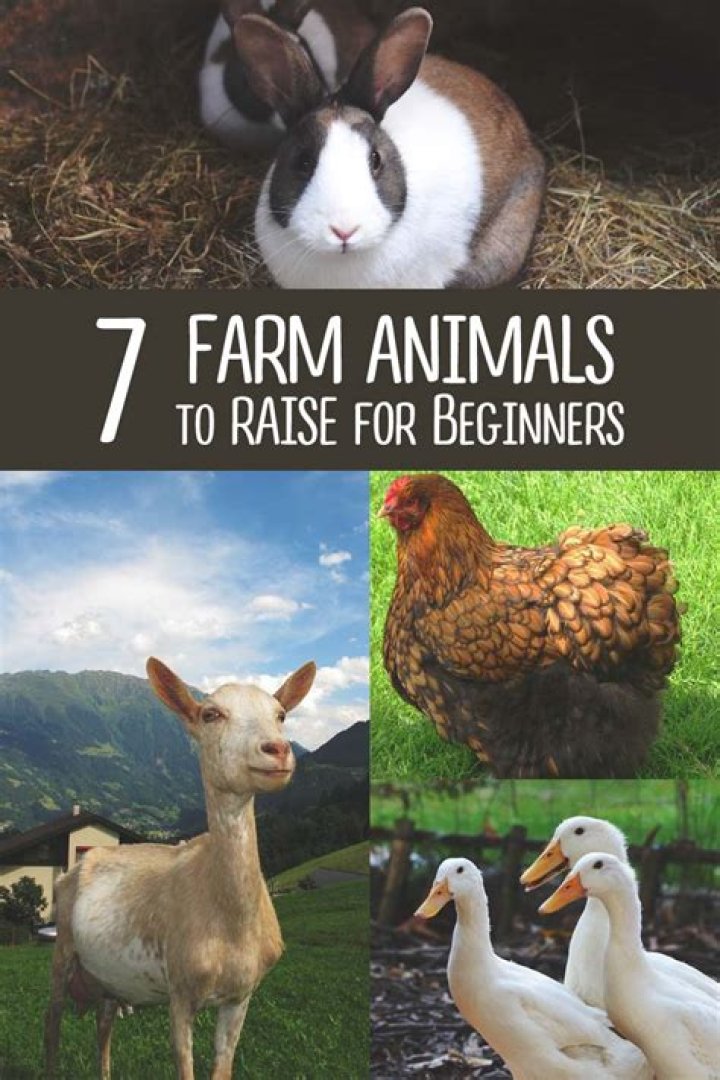 What is the easiest farm animal to take care of?