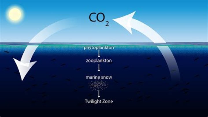 What is the exchange of carbon through the surface of the ocean?