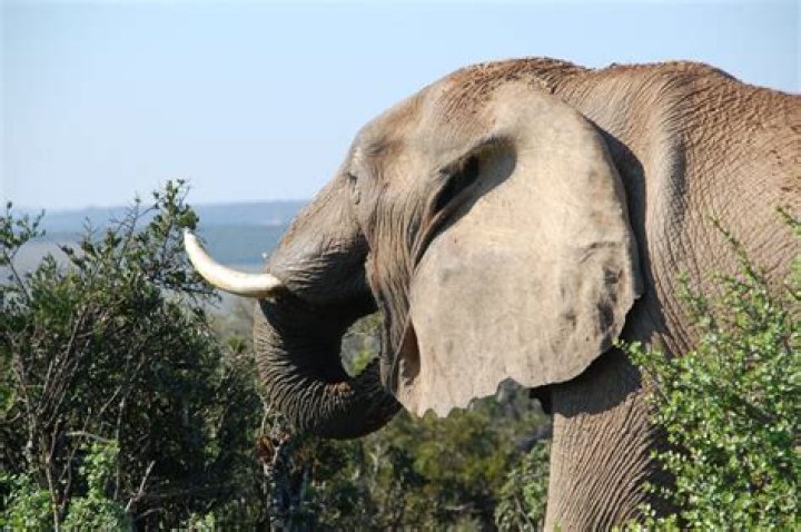 What is the fattest elephant?