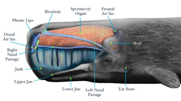 What is the hair inside a whale's mouth called?