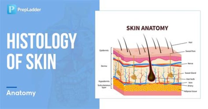 What is the histology of the skin