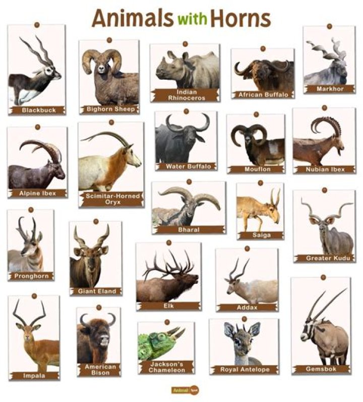 What is the horn of a ram called?