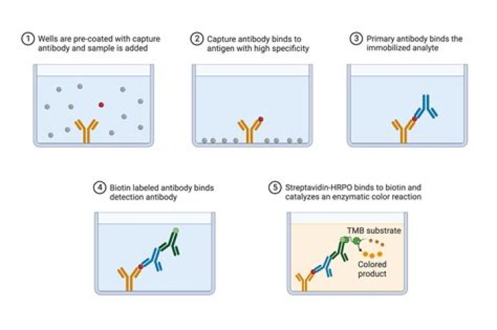 What is the immunoassay technique