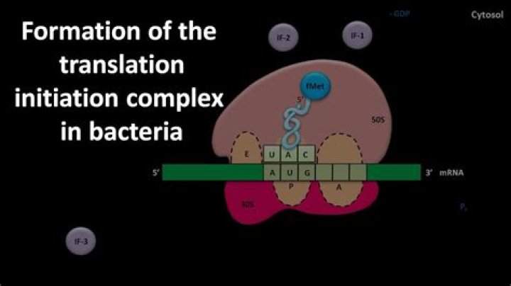 What is the initiation complex?