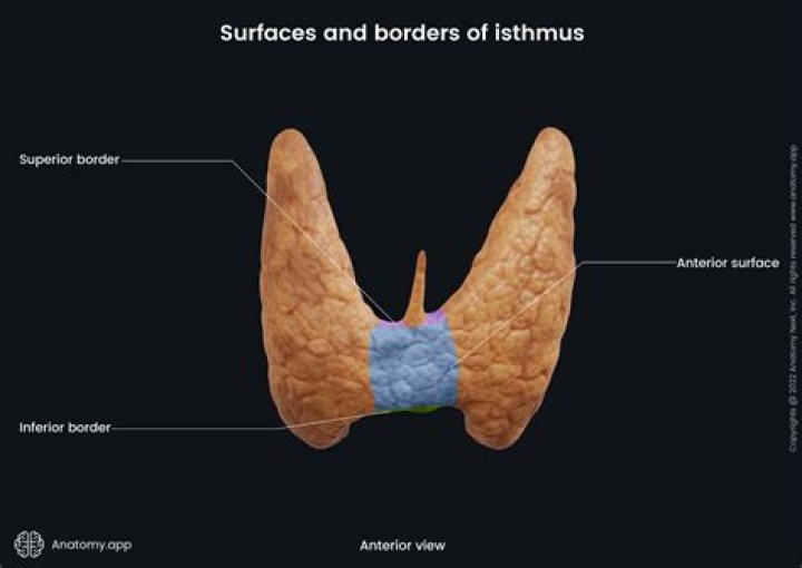 What is the isthmus in the thyroid?