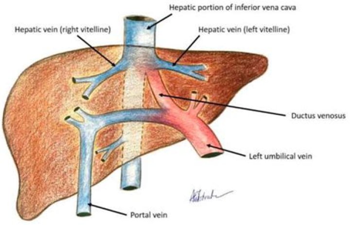 What is the IVC in the liver?