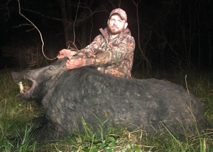 What is the largest wild boar on record?