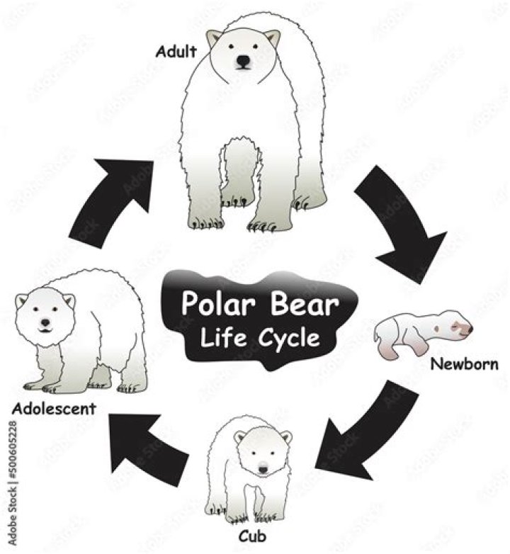 What is the life cycle of the polar bear?
