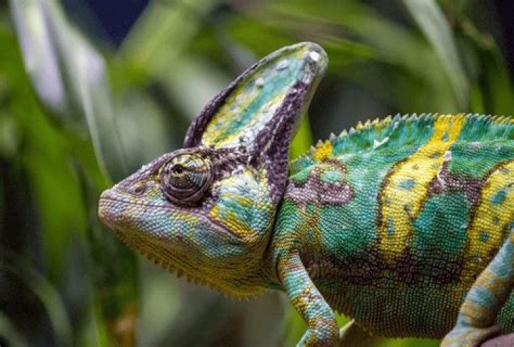 What is the life expectancy of a veiled chameleon?