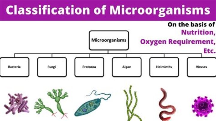 What is the main criteria used to classify organisms?