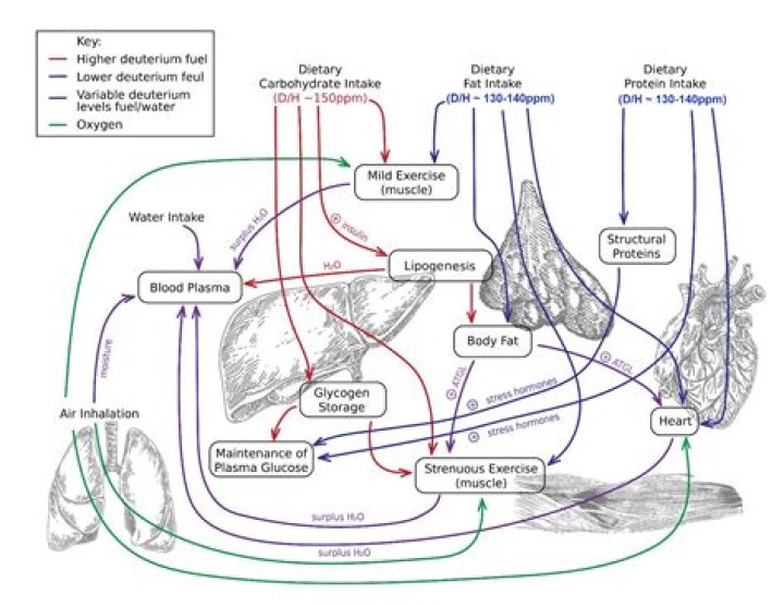 What is the mass of cells called?