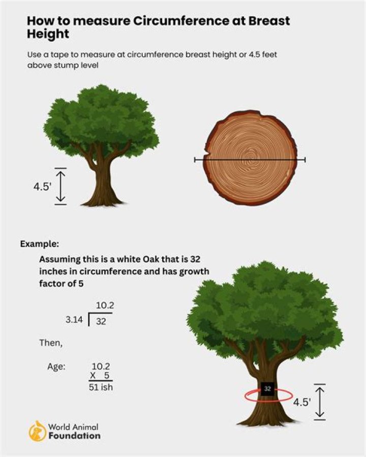 What is the maximum age of a tree?