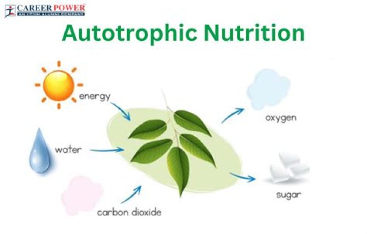What is the meaning of autotrophic nutrition