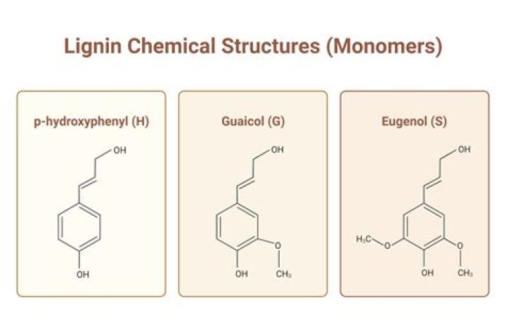 What is the meaning of lignans