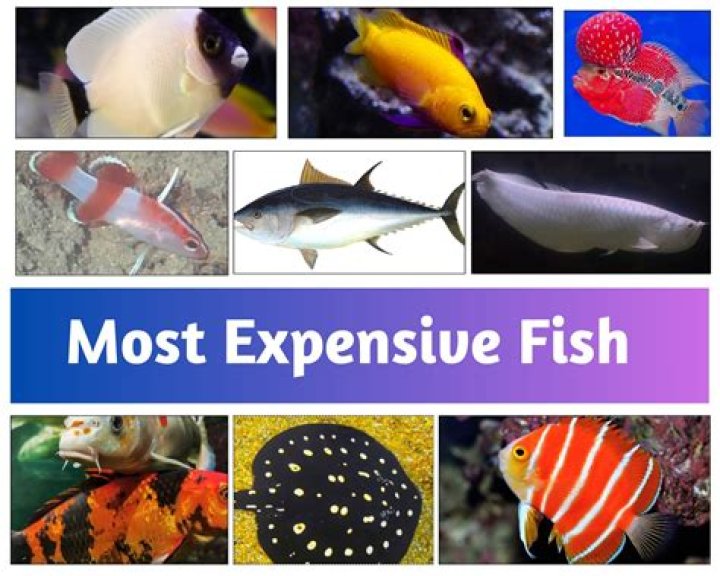 What is the most expensive type of insurance?