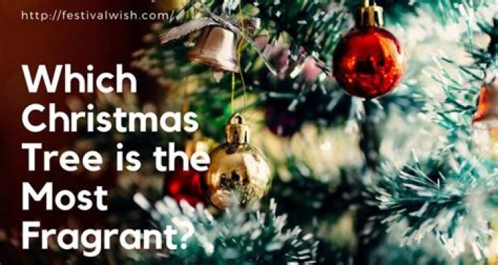 What is the most fragrant Christmas tree