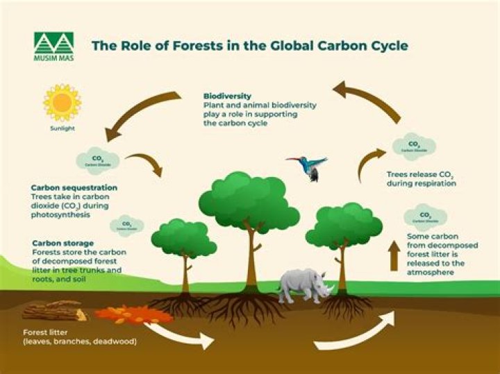 What is the most important part of the carbon cycle