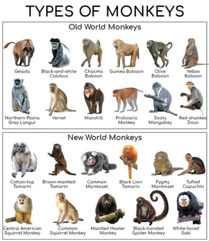 What is the most intelligent species of monkey?