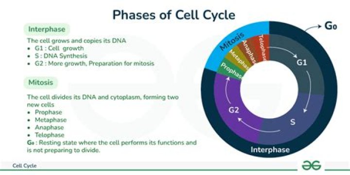 What is the name of the type of cell division that occurs in the prokaryotic cell cycle