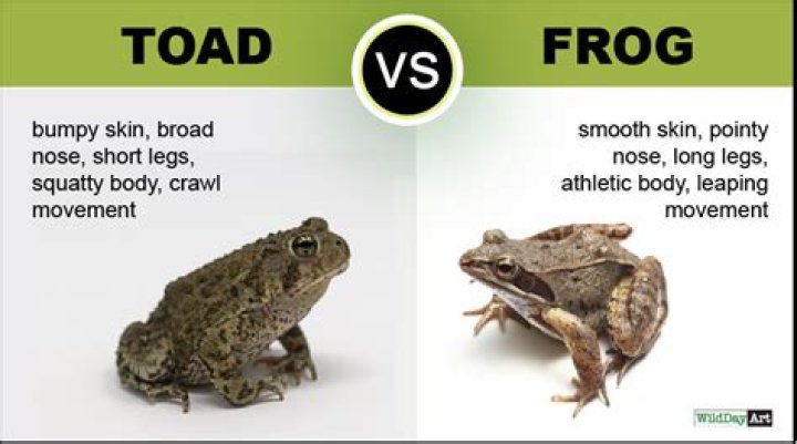 What is the poem Toads about