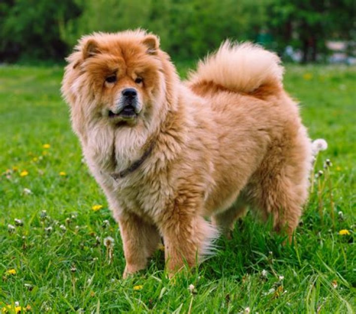 What is the price of chow chow dog?