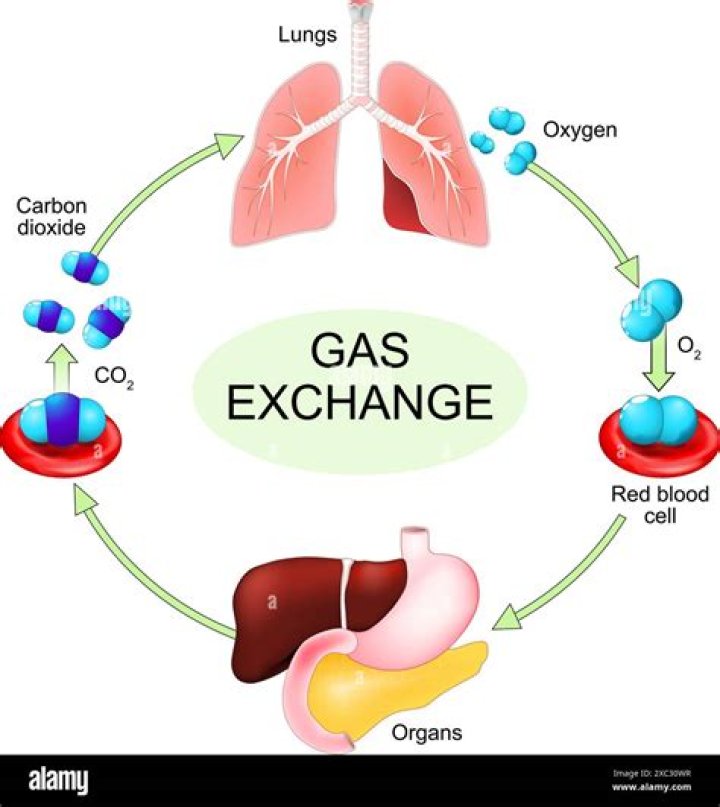 What is the process in which a cell takes in oxygen and releases carbon dioxide