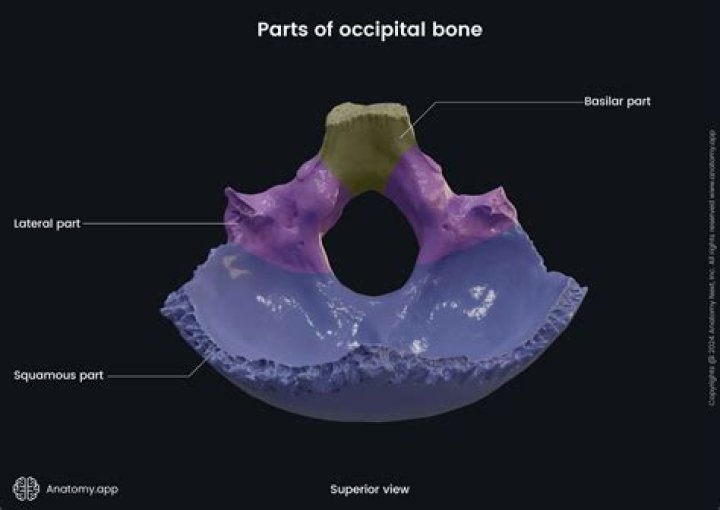 What is the purpose of the occipital bone?
