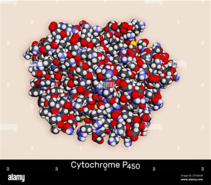 What is the role of cytochrome c