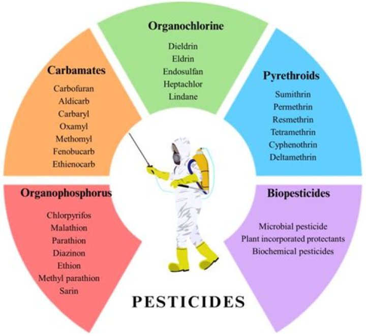 What is the safest pesticide for vegetables