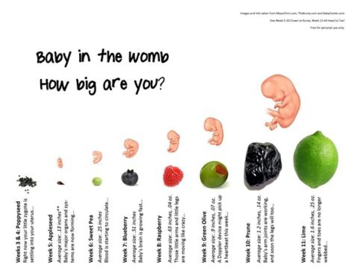 What is the size of a baby at 3 weeks?