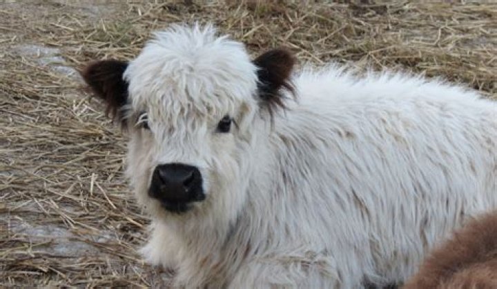 What is the smallest breed of cow?