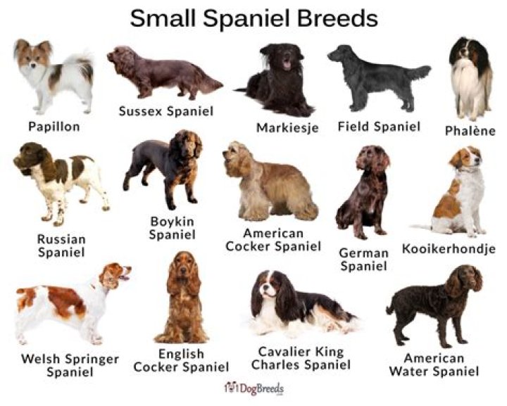What is the smallest spaniel?