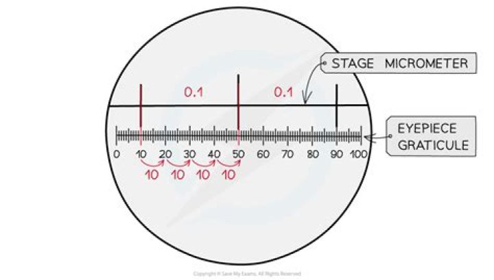 What is the stage micrometer