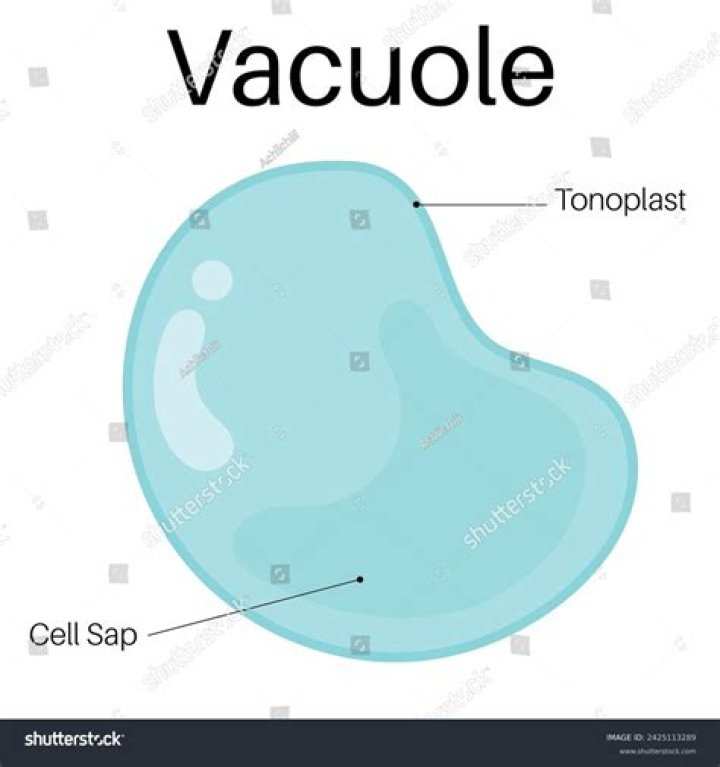 What is the structure of a vacuole?