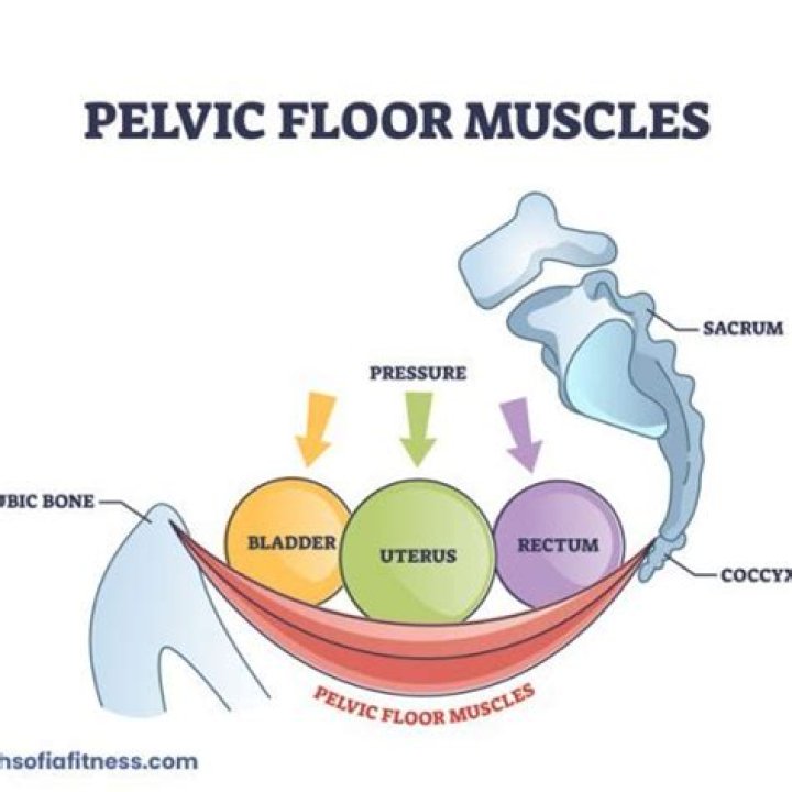What is the structure of the pelvic floor muscles