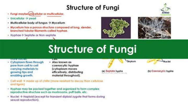 What is the study of the structure characteristics and environment of fungi called