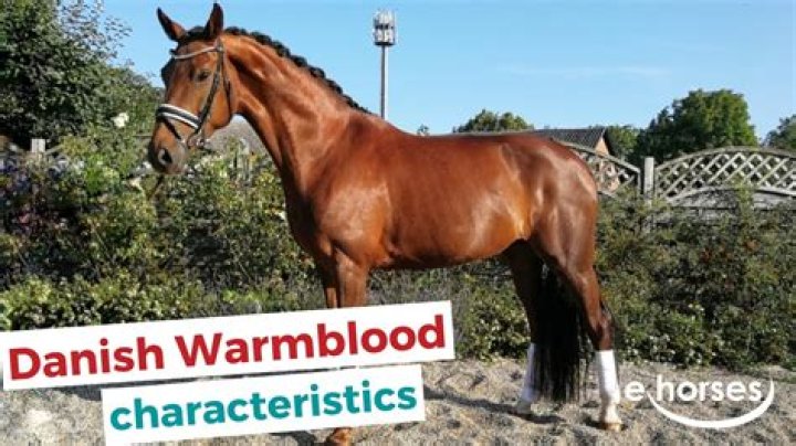 What is the temperament of a Warmblood?