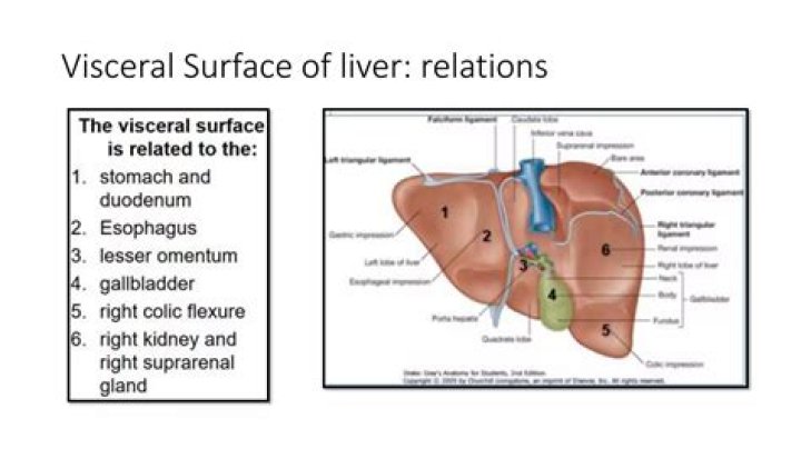 What is the visceral surface of liver