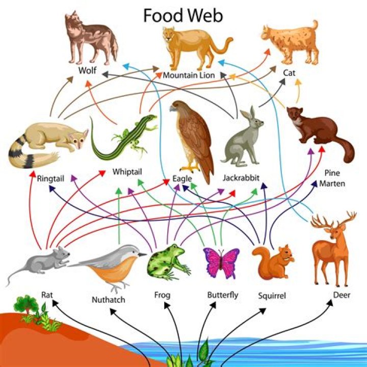 What is the Web on trees?