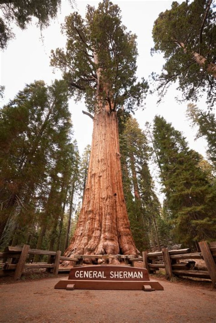 What is the widest tree in the world