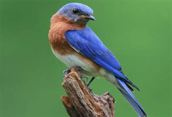 What kind of bird seed attracts bluebirds