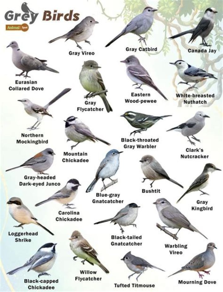 What kind of birds are gray