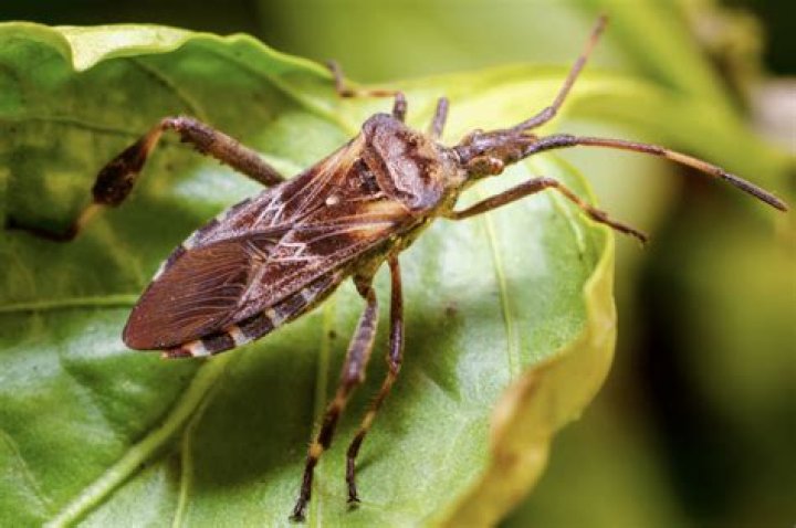 What kind of bugs are in Missouri?
