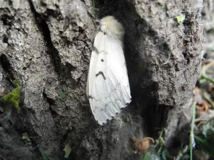 What kind of moths are white