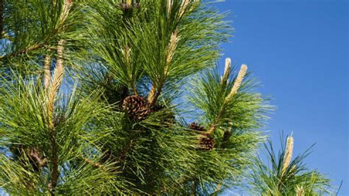What kind of pine trees grow in Northern California?