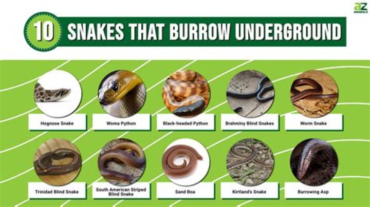 What kind of snakes burrow in the ground