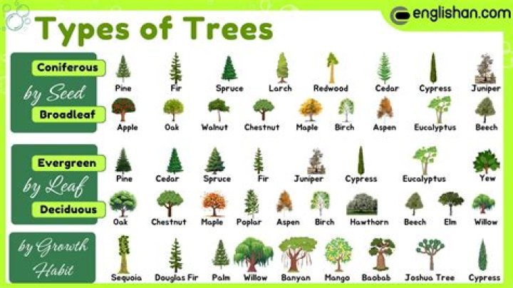 What kind of trees grow in Egypt?