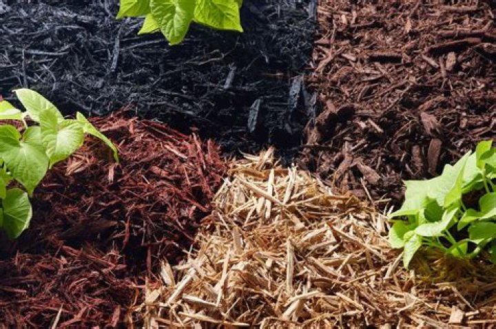 What kind of wood is black mulch?
